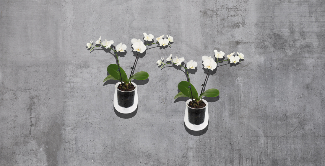 Nurturing Orchids: Essential Tips and Tools for Thriving Plants