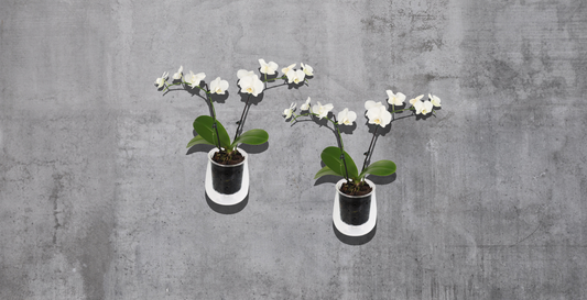 Nurturing Orchids: Essential Tips and Tools for Thriving Plants