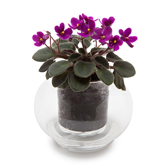 Small Self-watering Glass Pot