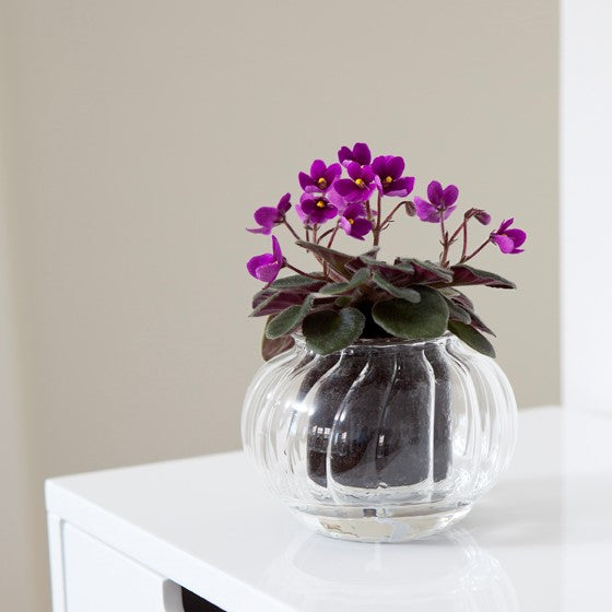 Small Self-watering Glass Pot