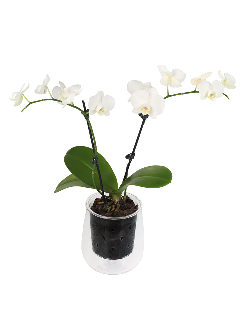 OrchidVent Tall Pot