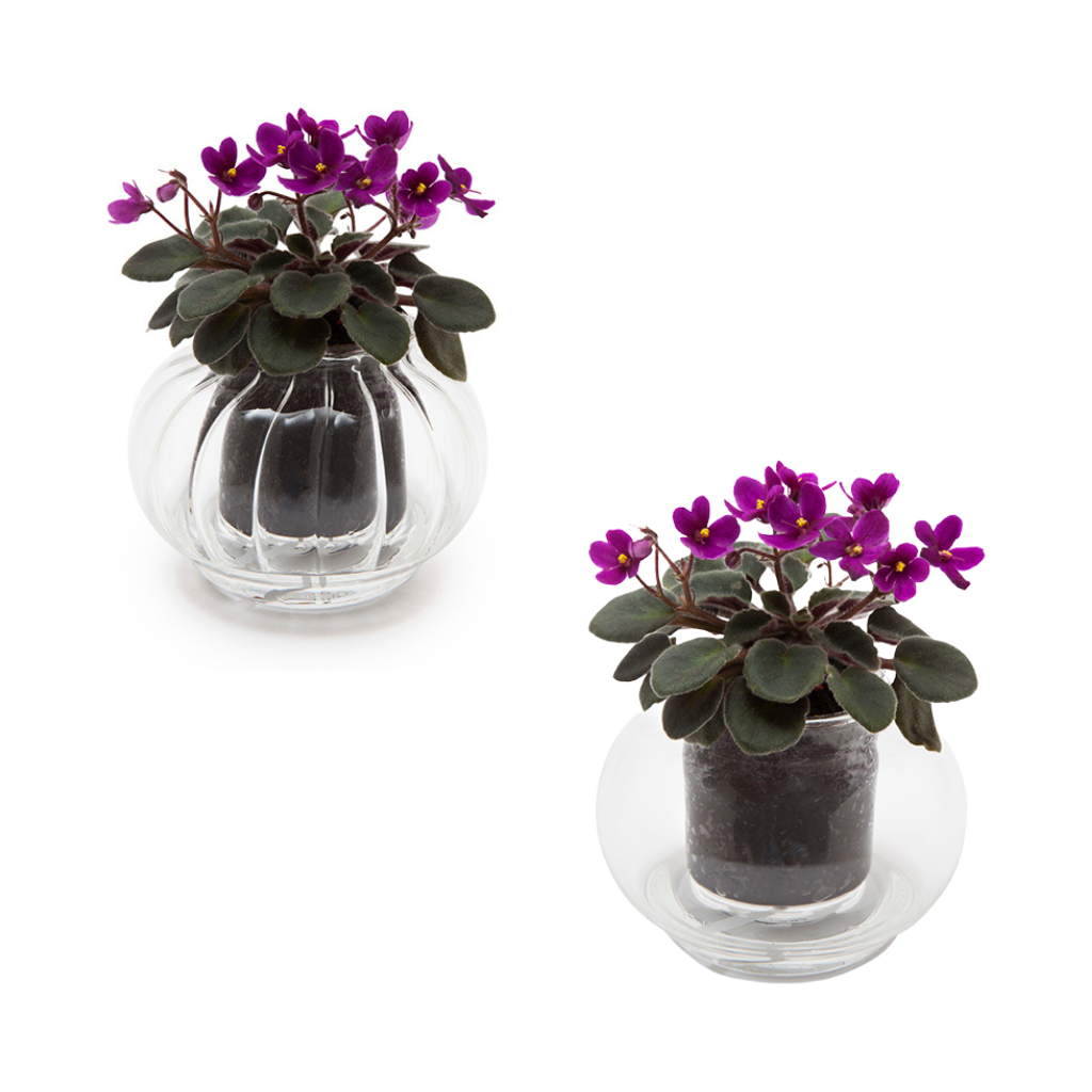 Small Self-watering Glass Pot