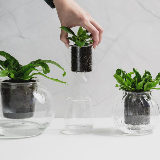 Mini Self-watering Glass Pot (Clear)