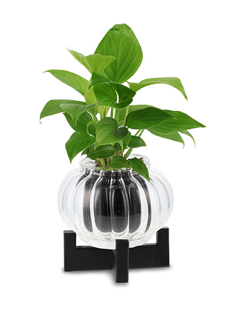 Metal Stand for Small/Mini