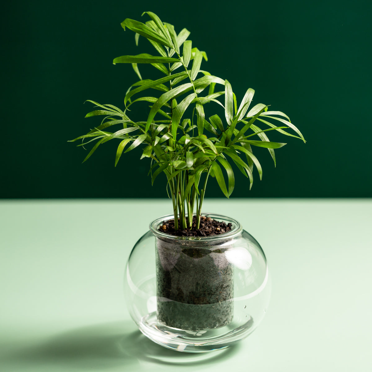 Medium Self-watering Glass Pot