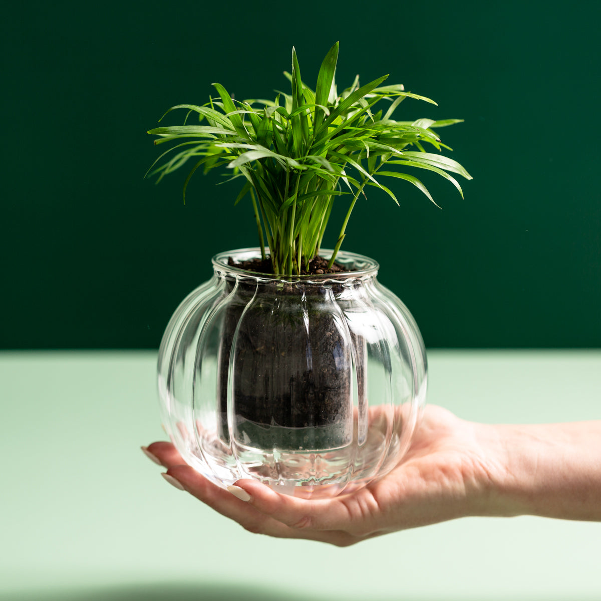Medium Ribbed Self-watering Glass Pot