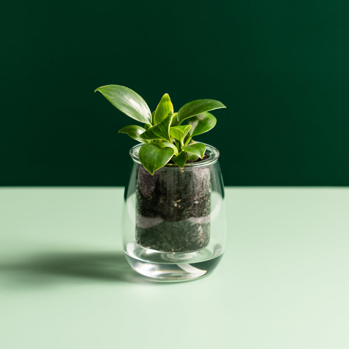 Mini Self-watering Glass Pot (Clear)