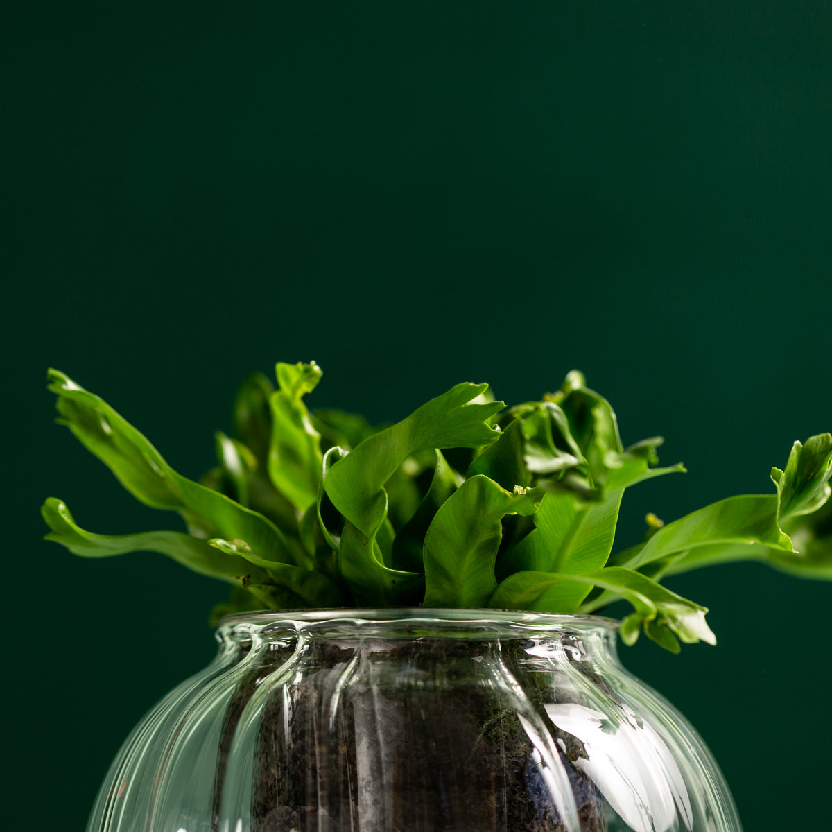Medium Ribbed Self-watering Glass Pot