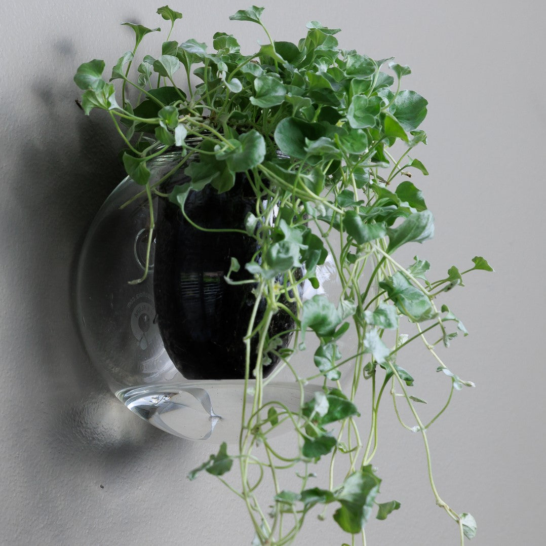 Wall-mounted Self-watering Glass Pot