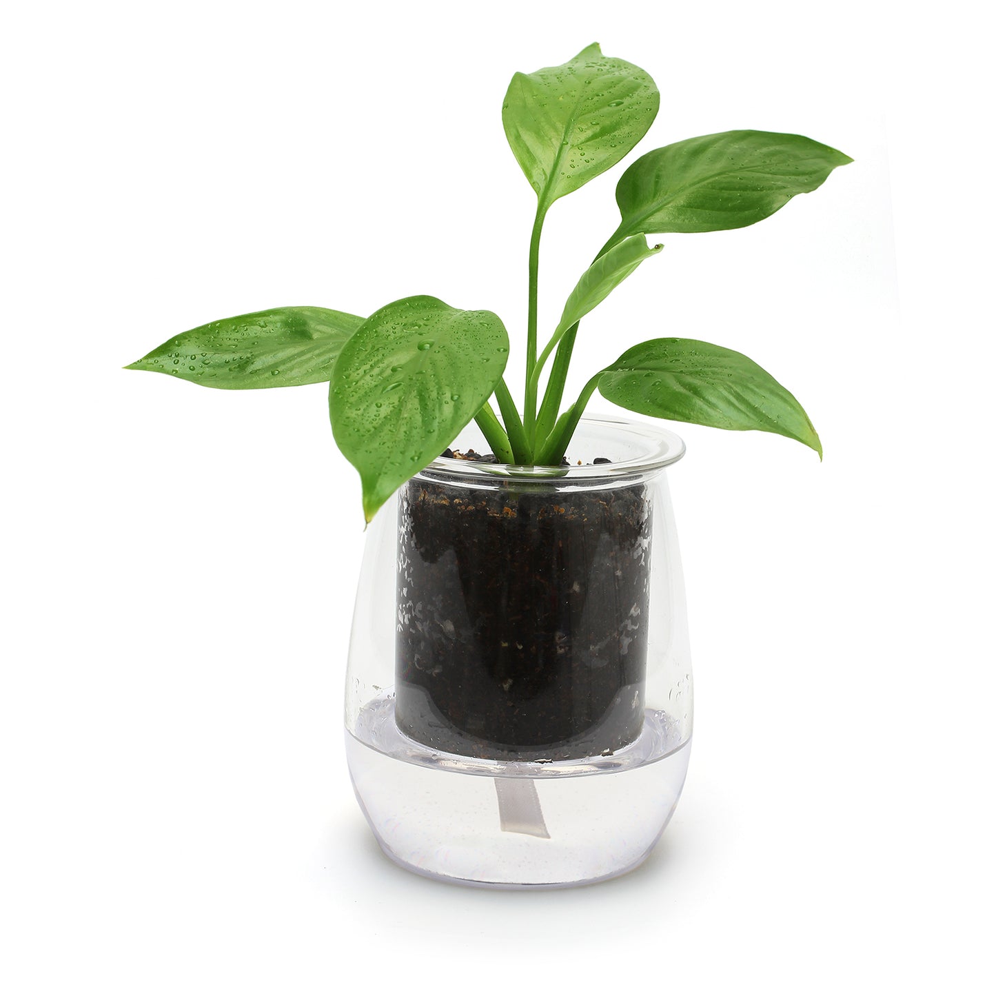 Mini Self-watering Glass Pot (Clear)