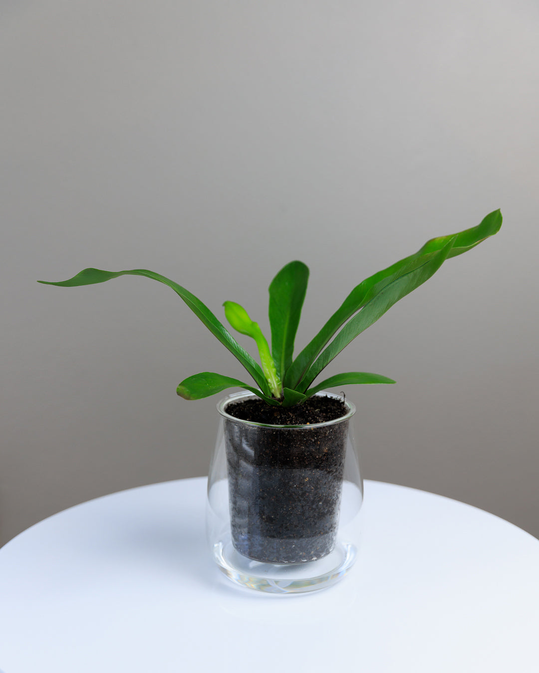 Large Self-watering Glass Pot