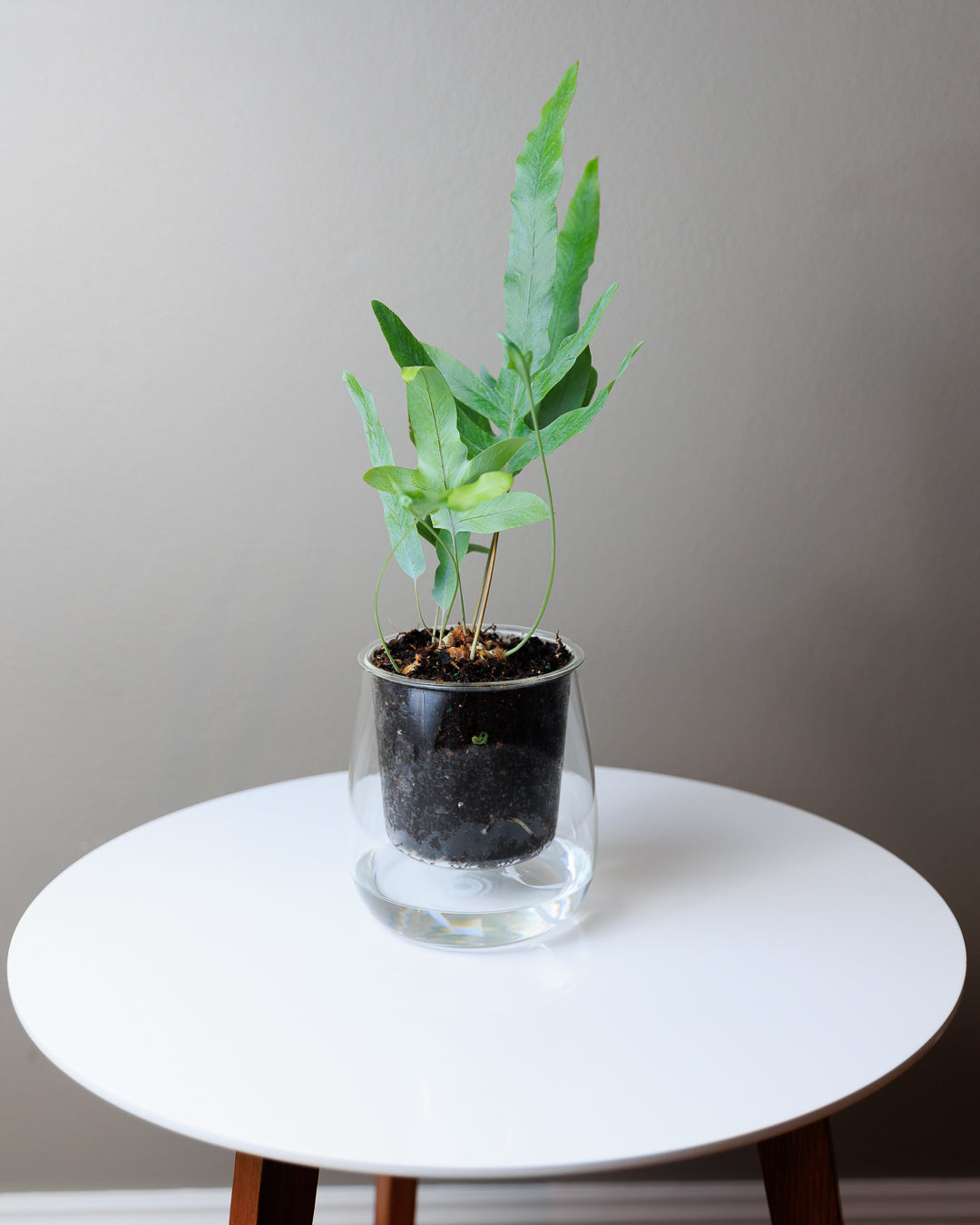 Large Self-watering Glass Pot