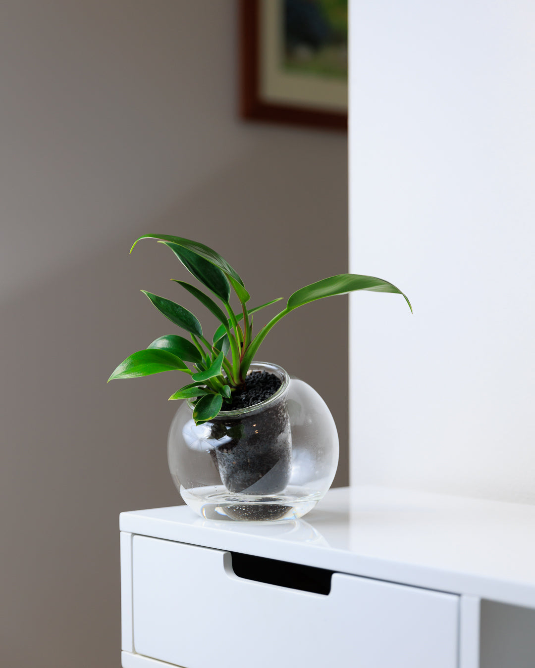 Medium Tilted Self-watering Glass Pot