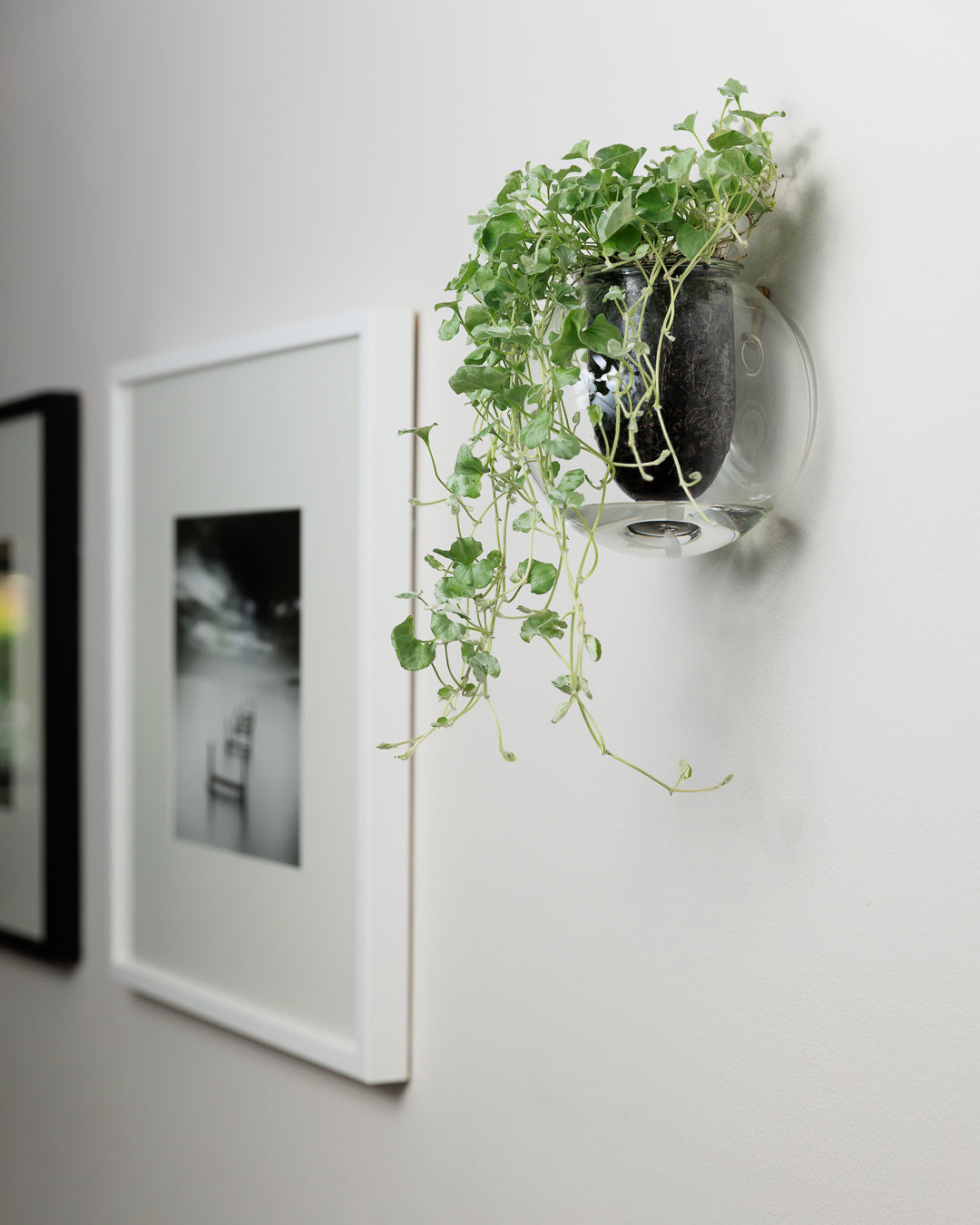 Wall-mounted Self-watering Glass Pot