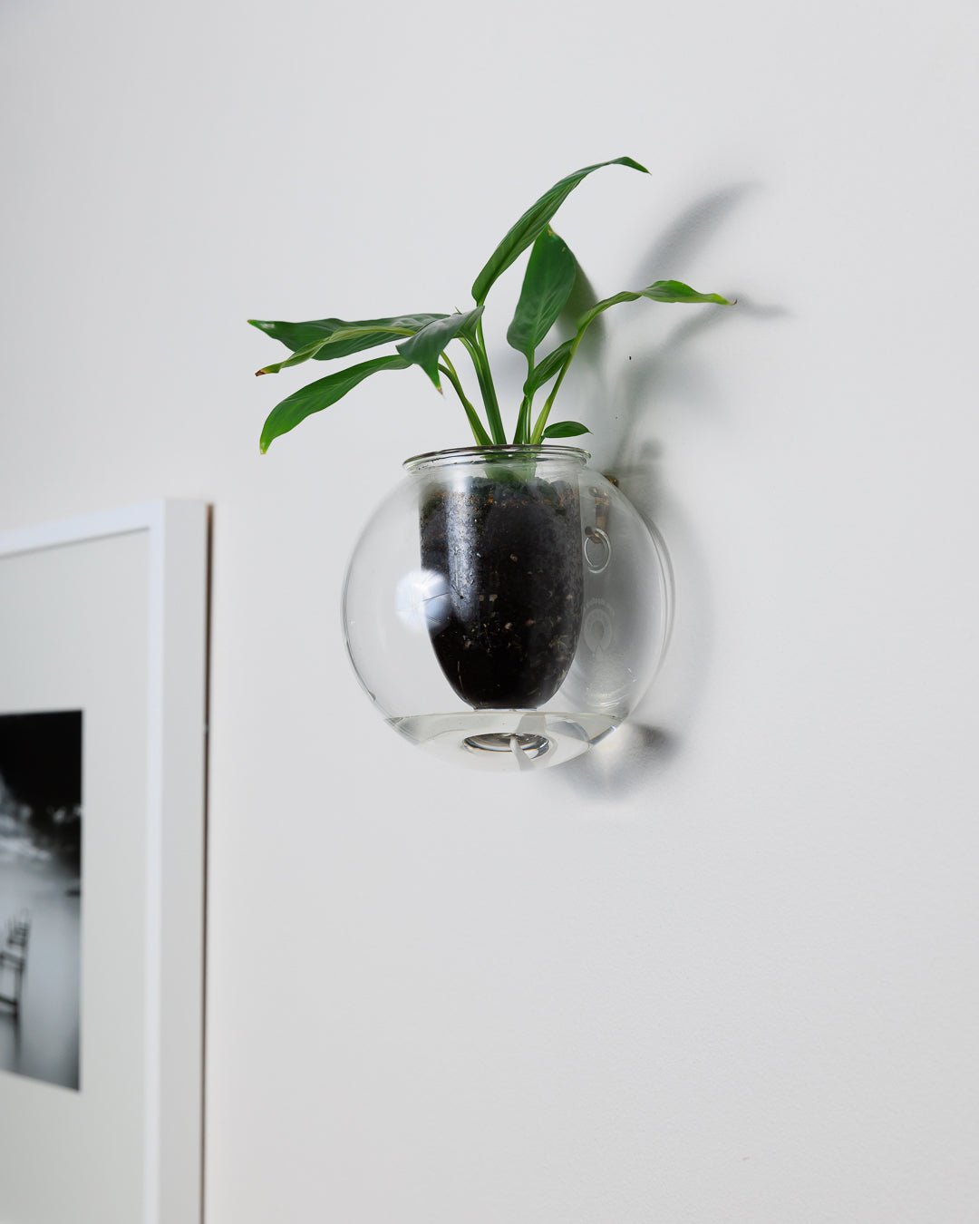 Wall-mounted Self-watering Glass Pot