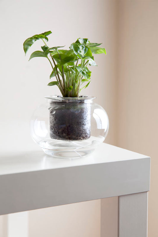 Small Self-watering Glass Pot
