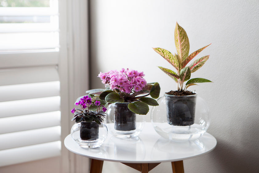 Medium Self-watering Glass Pot