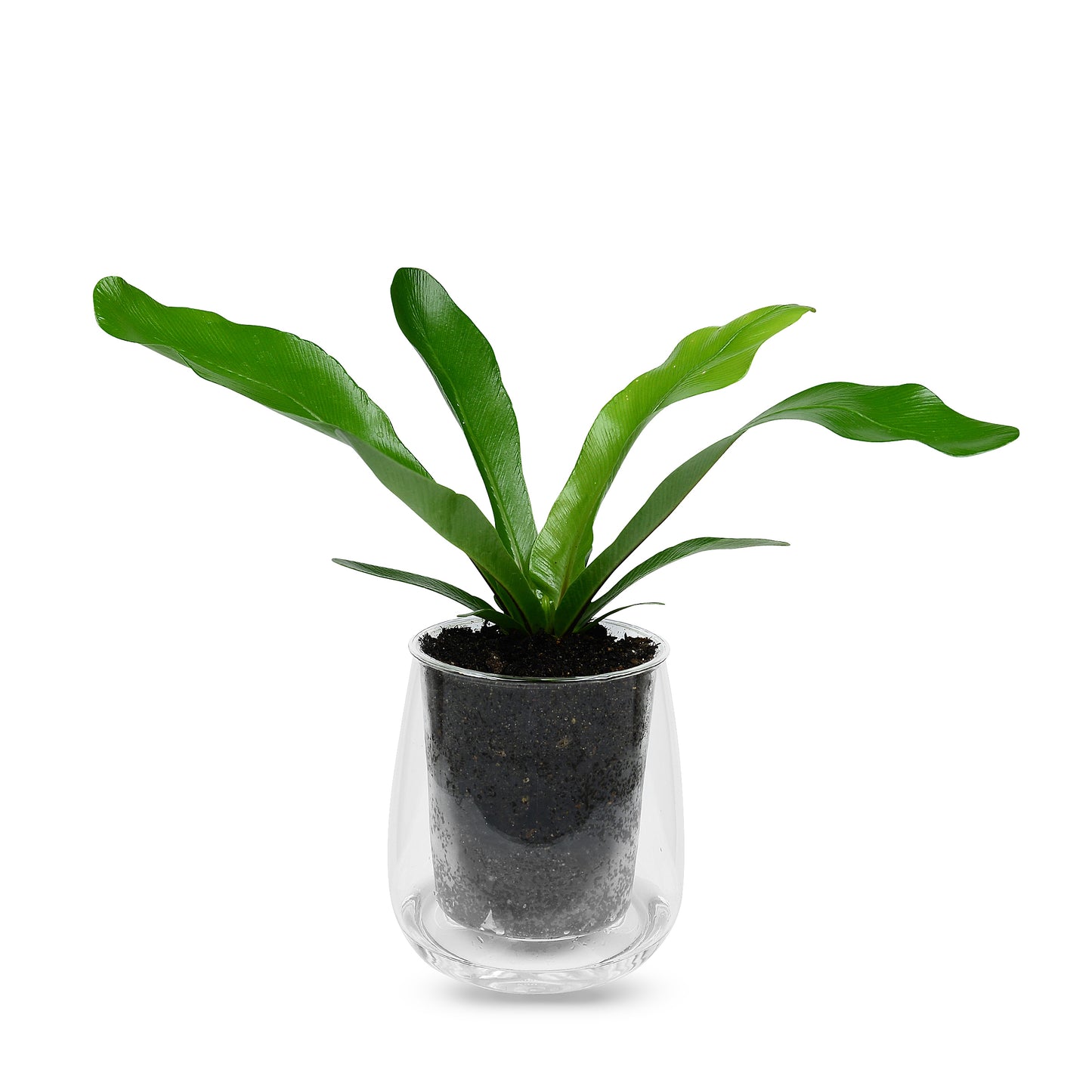 Large Self-watering Glass Pot