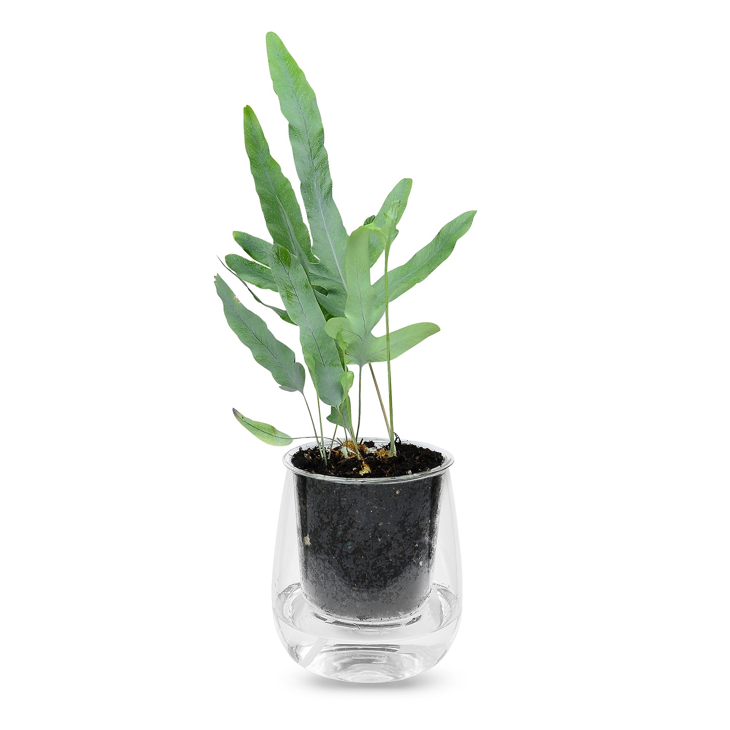 Large Self-watering Glass Pot