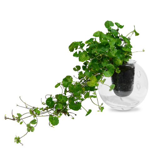 Wall-mounted Self-watering Glass Pot
