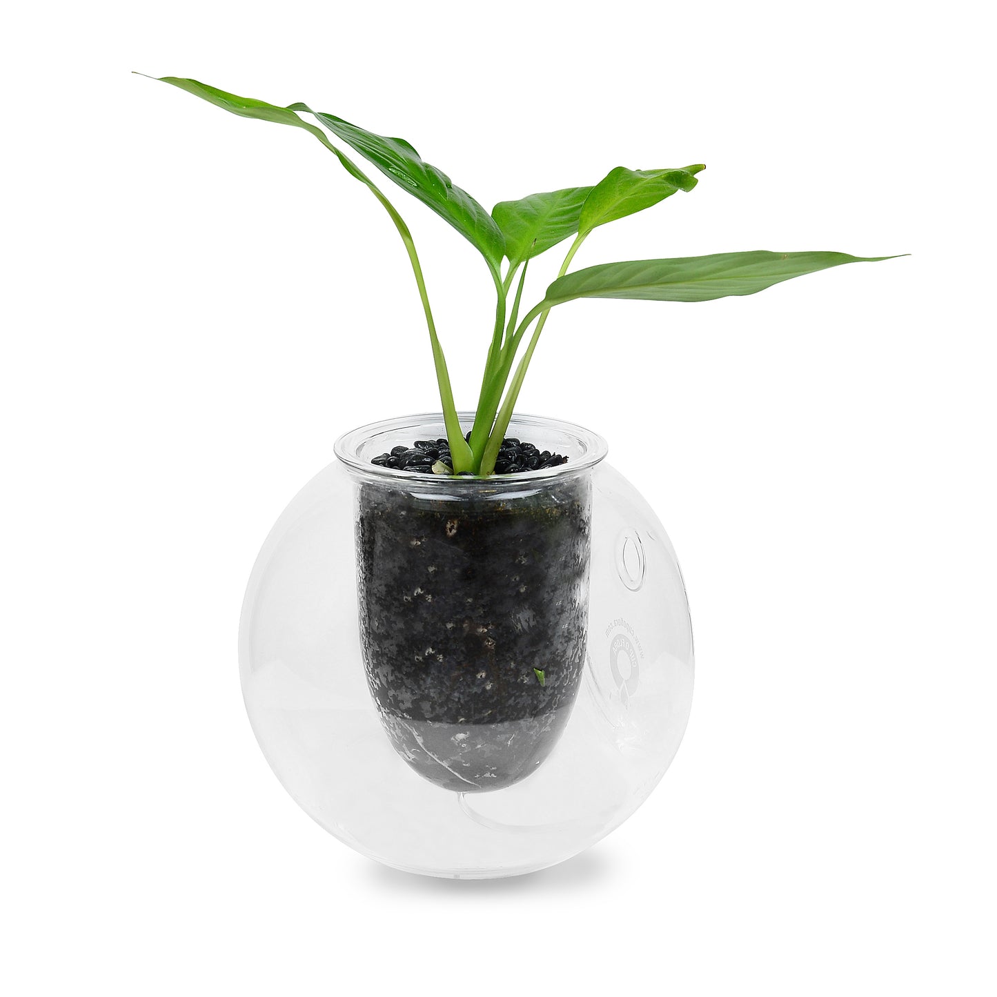Wall-mounted Self-watering Glass Pot