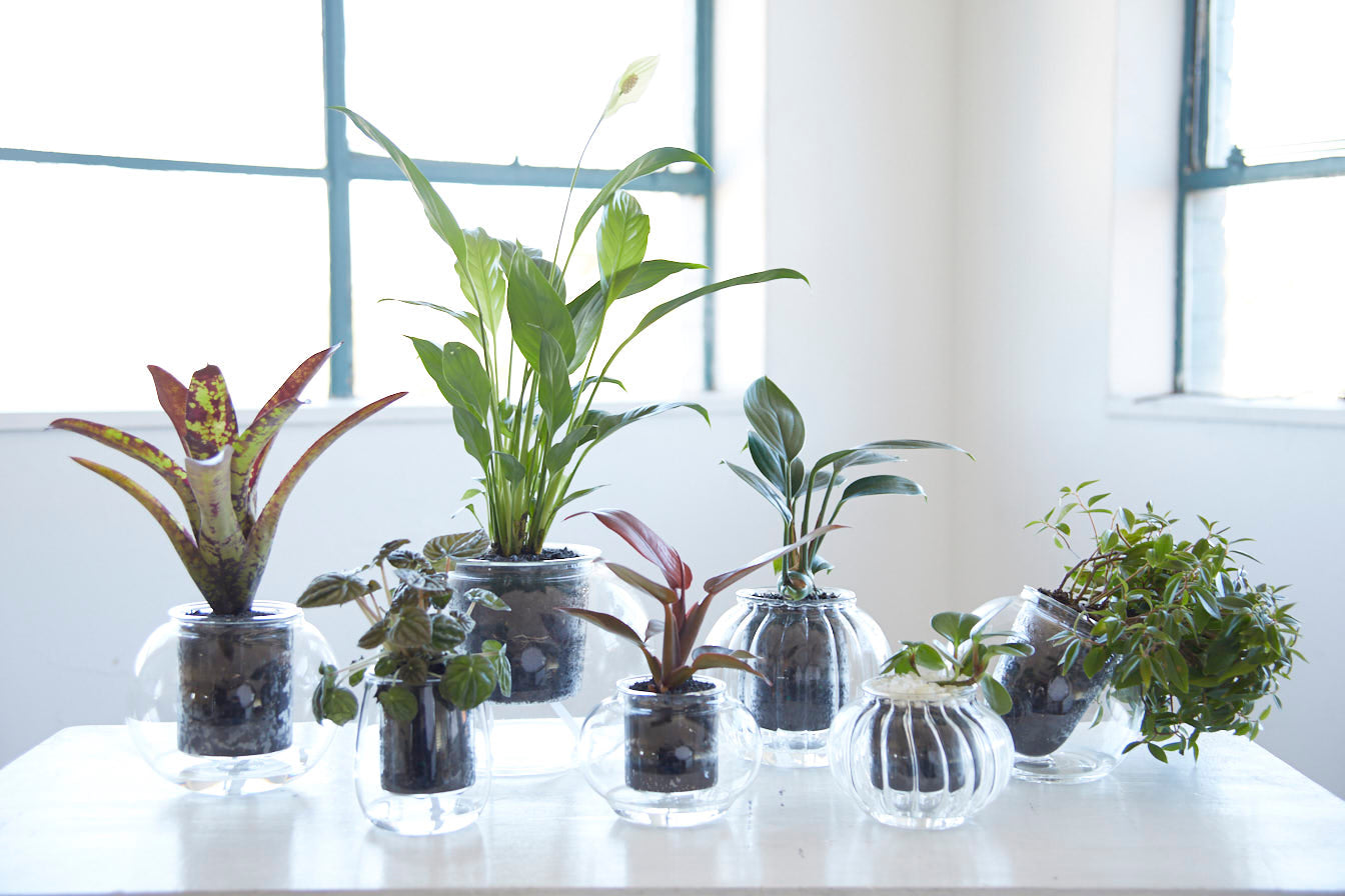 Self-watering Planters