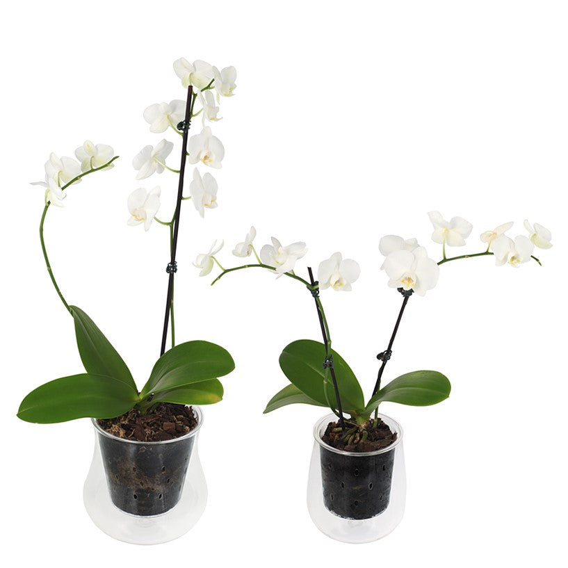 OrchidVent Pots