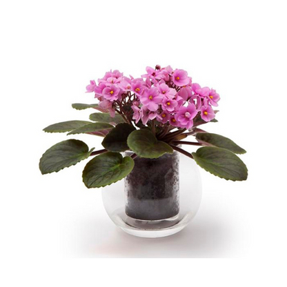 Medium Self-watering Glass Pot