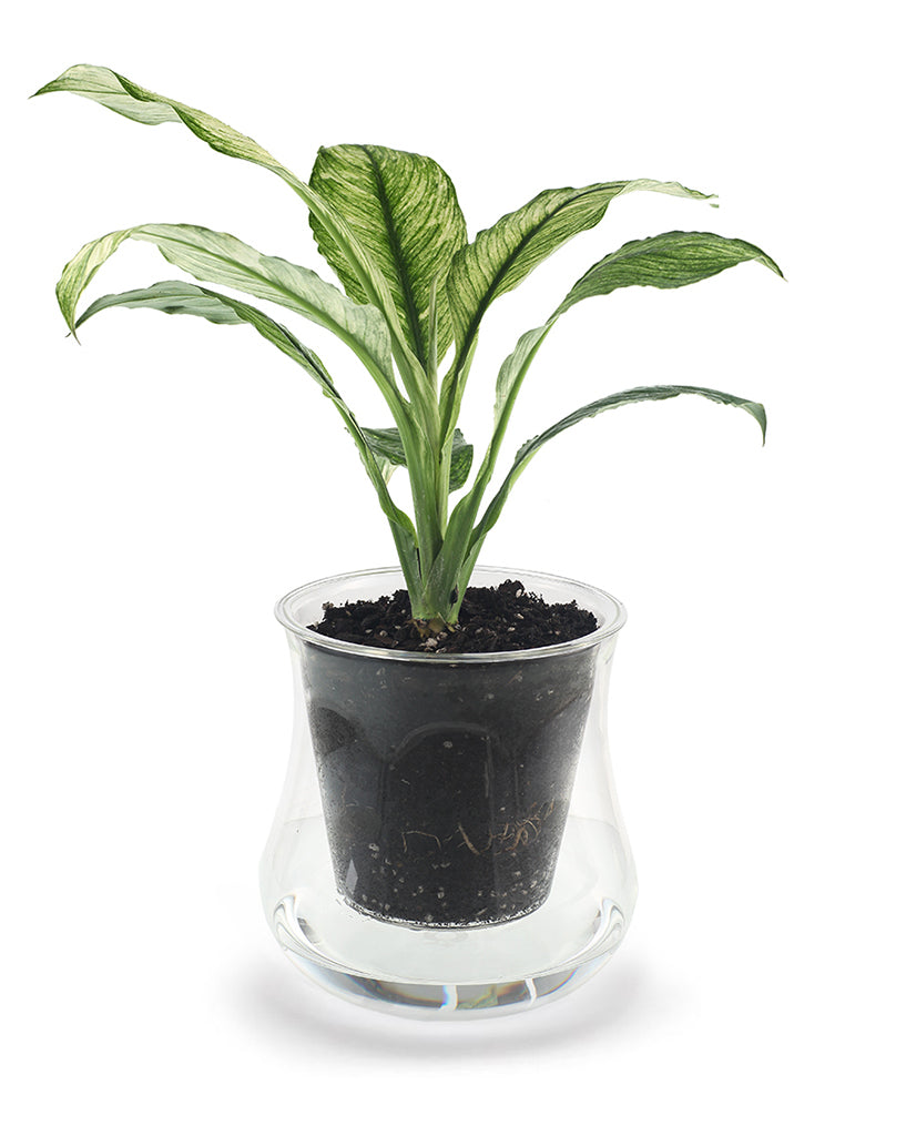 X-Large Self-watering Glass Pot