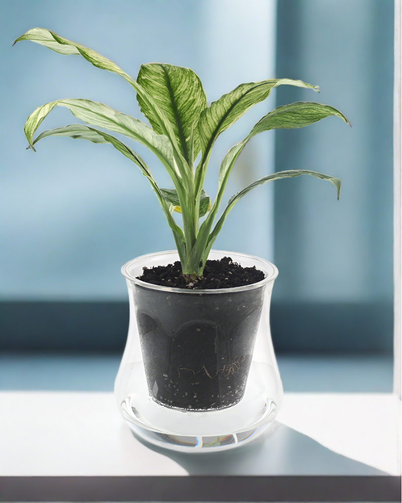 X-Large Self-watering Glass Pot