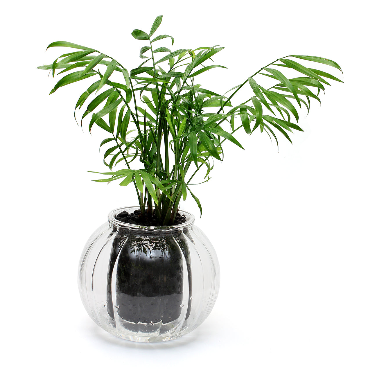 Medium Ribbed Self-watering Glass Pot