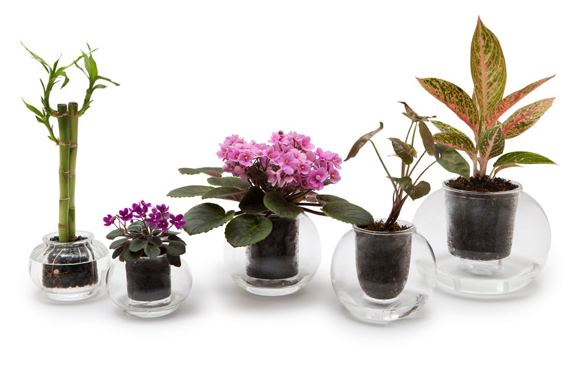 Medium Self-watering Glass Pot